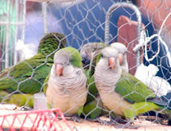 Animales silvestres.