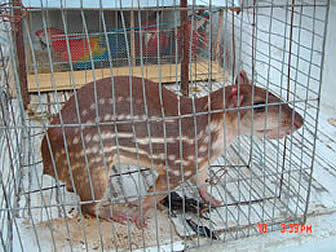 Animales son sometidos al maltrato de comerciantes ilegales.