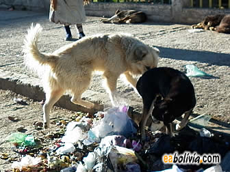 “Día del Perro” y la realidad en El Alto.