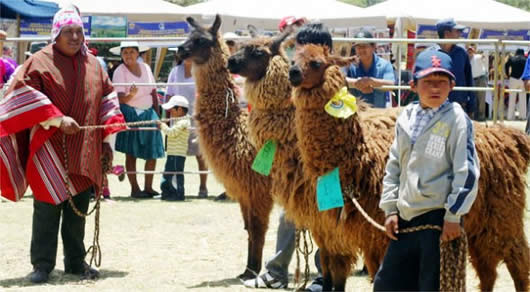 Feria de camélidos