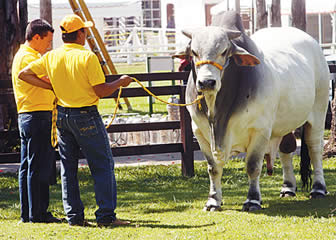 Ganadería en la Expocruz 2011