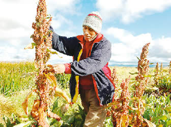 Productores de Quinua