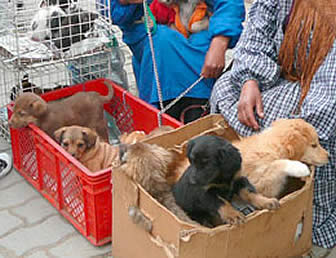 Venta de mascotas en la Feria 16 de Julio de El Alto.