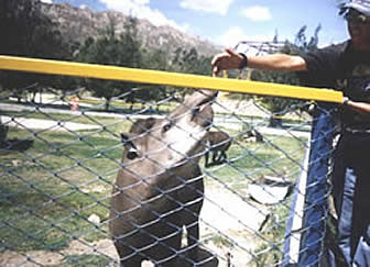 Zoológico de Mallasa, La Paz