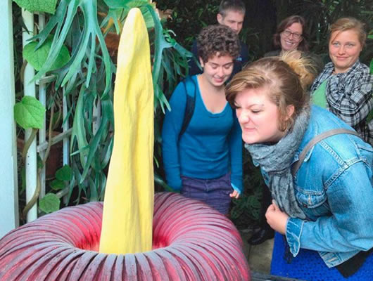  La flor cadáver del jardín botánico de Inhotim, Brasil, nació gracias a semillas enviadas desde Florida.