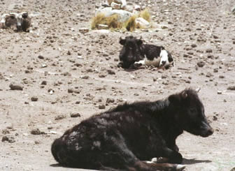 Ganado Vacuno en la región del chaco boliviano