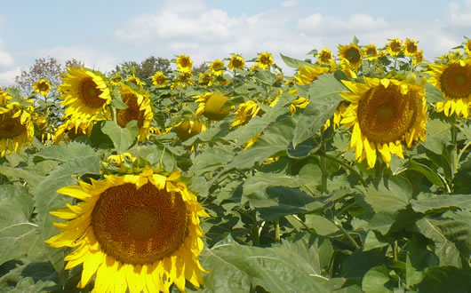 Producción de girasol en Bolivia