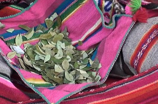 Hojas de coca boliviana