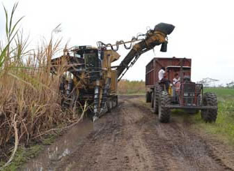 Producción de caña de azúcar en Bolivia 