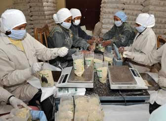 Producción de quinua en Oruro