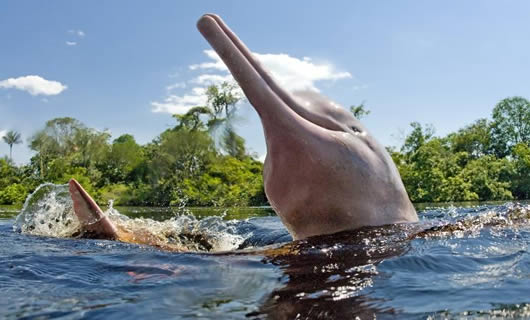 Delfín rosa o bufeo habita en amazonia boliviana.