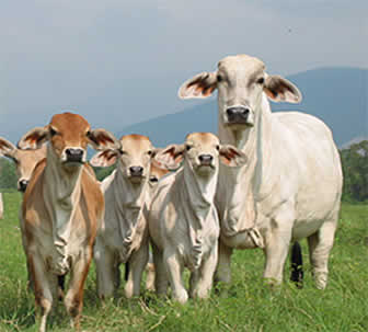 Fegasacruz estimó un auxilio económico de 100 millones de dólares para reponer el hato ganadero en todo el país.