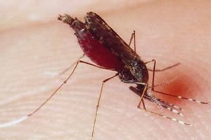 Crece el temor por aumento del dengue hemorrágico
