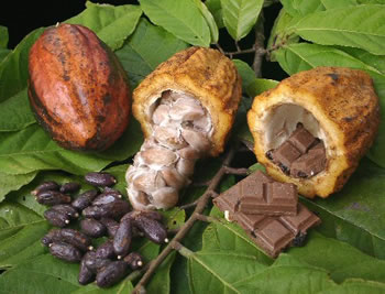 El mercado mundial del cacao y sus derivados supera los 30.000 millones de dólares al año, siendo Estados Unidos el principal comprador, informó el IBCE.