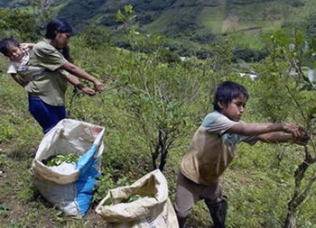 Gobierno de Evo Morales anunció la posible legalización de al menos 20 mil hectáreas de hoja de coca en los Yungas de La Paz y Chapare.