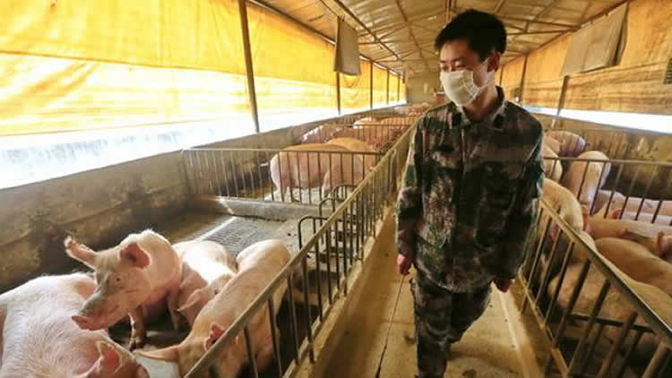 Un trabajador revisa a los cerdos en un corral de la provincia de Sichuan.
