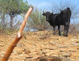 Sequía en Potosí.