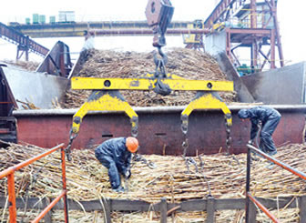 Producción y procesamiento de caña de azúcar.