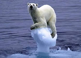 Oso Polar en el deshielo del Ártico 