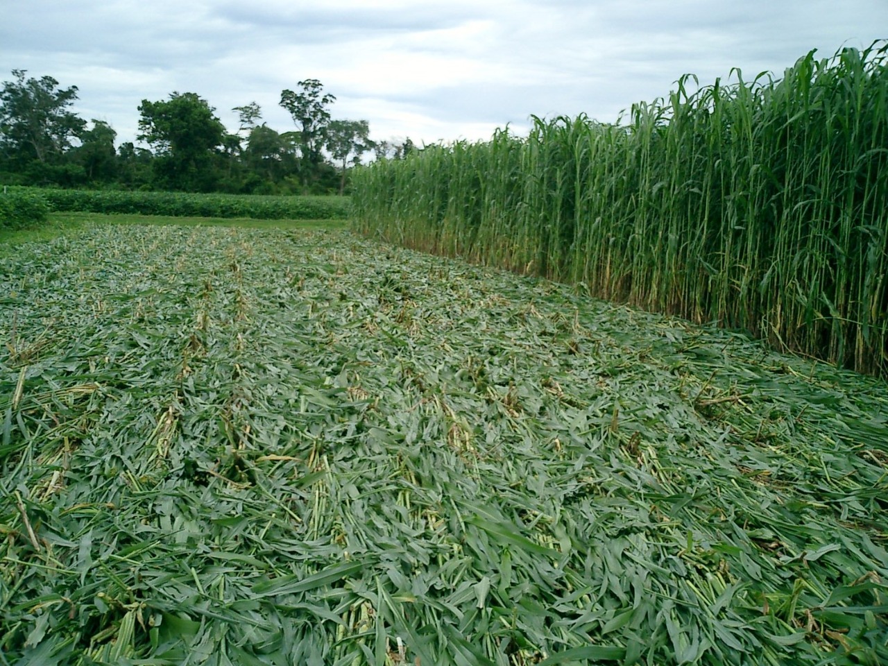 La Organización representa a más de 14.000 productores de oleaginosas y trigo