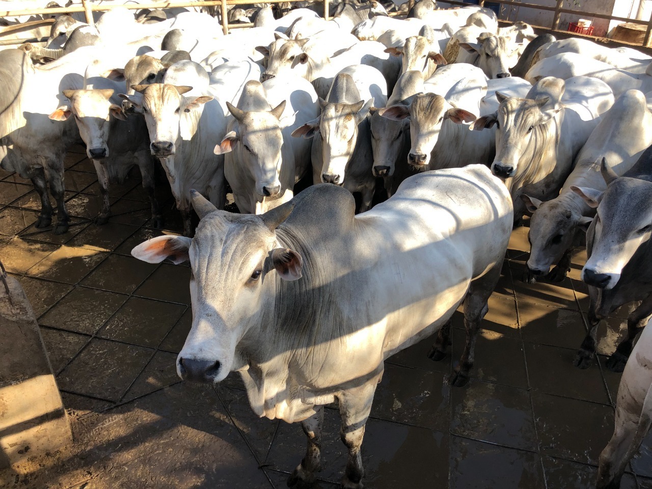 Una faena técnica evaluó más de 750 ejemplares bovinos
