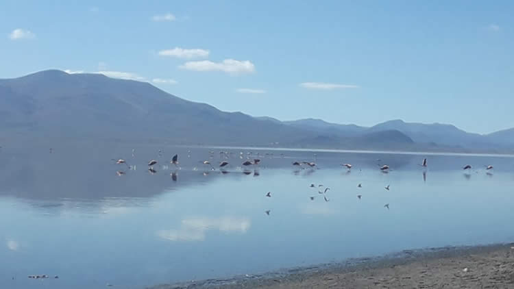 El lago Uru Uru es un lago de Bolivia, situado en el departamento de Oruro.