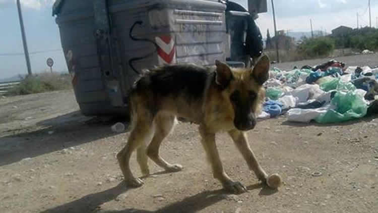 Perrito callejero busca comida en los basureros de la ciudad de La Paz.