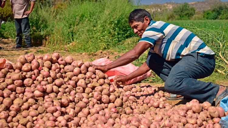 Decreto gubernamental reactiva y fortalece la producción de tubérculos en Bolivia