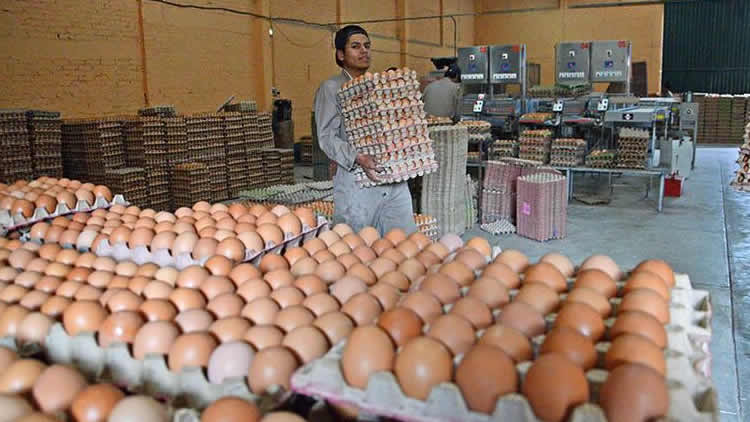 Asociación de Avicultores de Santa Cruz (ADA) promueven el consumo de huevos.