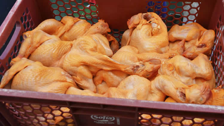 Carne de pollo decomisado en operativo por efectivos de la Intendencia de El Alto.