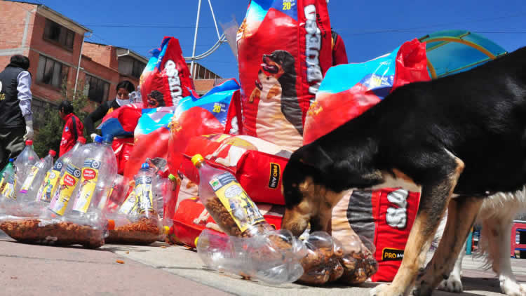 Instalan más de mil bebederos y comederos para perritos de la calle