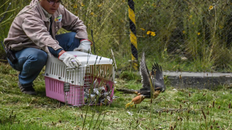 Un halcón retomó su vuelo tras rehabilitarse en el Zoológico Municipal Un halcón retomó su vuelo tras rehabilitarse en el Zoológico Municipal