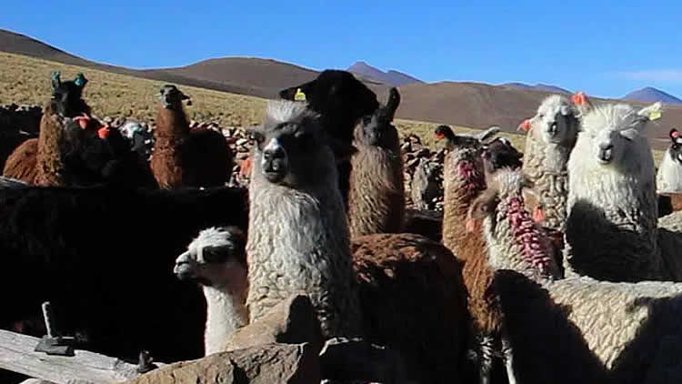 Ganado camélido en Yunchará del departamento de Tarija