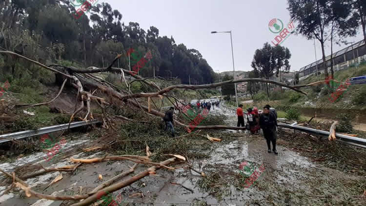 Caída de árbol de eucalipto en la Autopista La Paz El Alto.