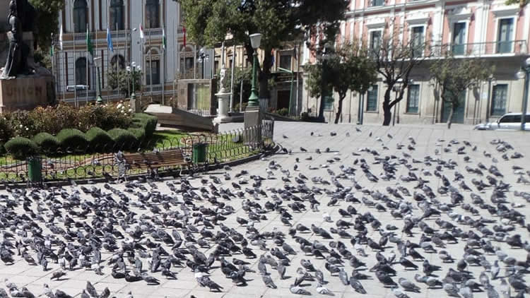 POFOMA repartió alimento a las palomas de la plaza Murillo de la ciudad de La Paz.