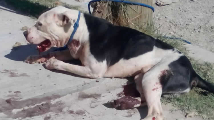 Piden cárcel para dueños de pitbull que atacó a niño en Uyuni