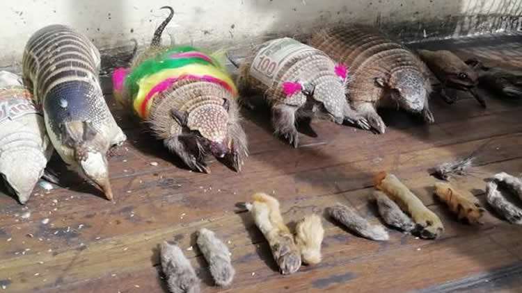 Quirquinchos y patas de zorros decomisados por Pofoma en La Paz.