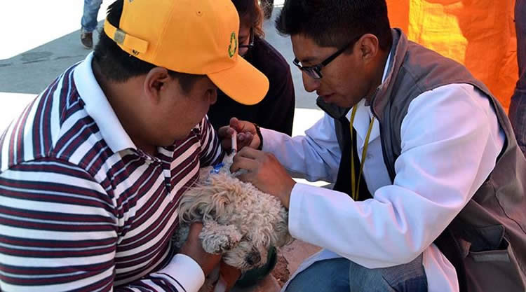 Vacunación contra rabia canina en El Alto.