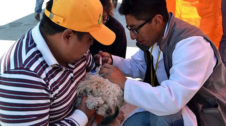 Vacunación contra rabia canina en El Alto. Vacunación contra rabia canina en El Alto.