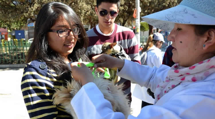 Campaña de vacunación contra la rabia canina en El Alto.