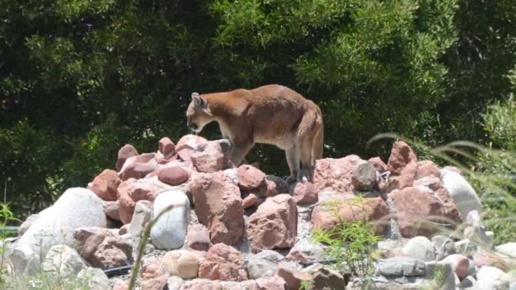 Zoológico Municipal de La Paz 