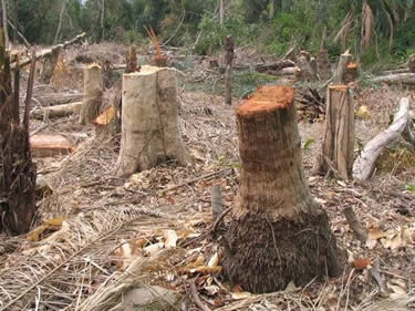 Alrededor de 300 hectáreas (ha) de bosque son deforestadas por día en el departamento de Santa Cruz