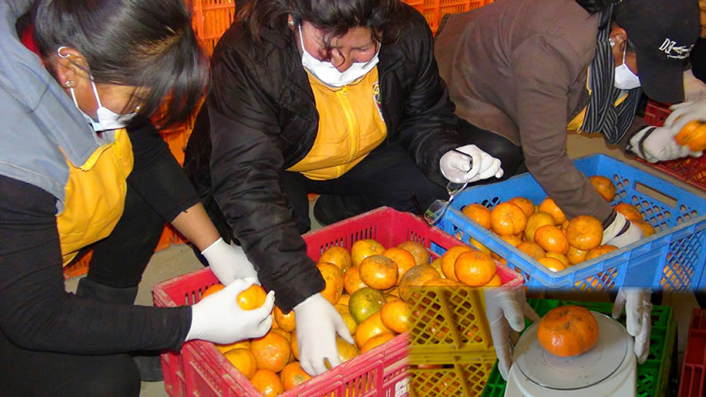 En El Alto inspeccionan empresa que distribuye frutas del desayuno escolar