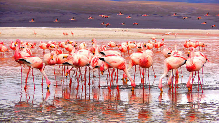 Laguna Colorada lugar de cría para los flamencos andinos en Bolivia
