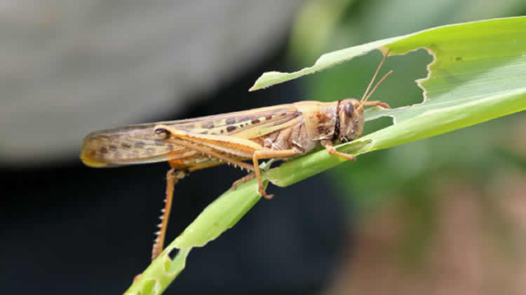 Plaga de langostas en Bolivia.