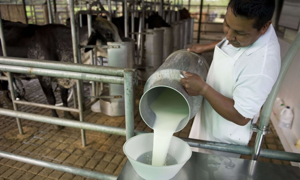 Producción de leche en Bolivia