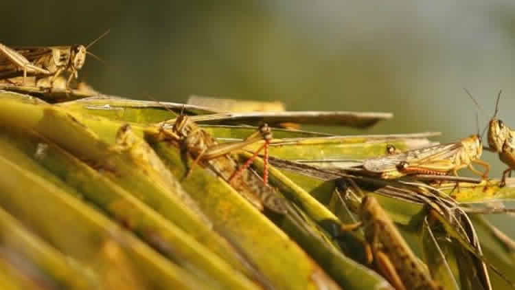 Plaga de langostas en Bolivia amenaza produccion en los valles mesotérmicos