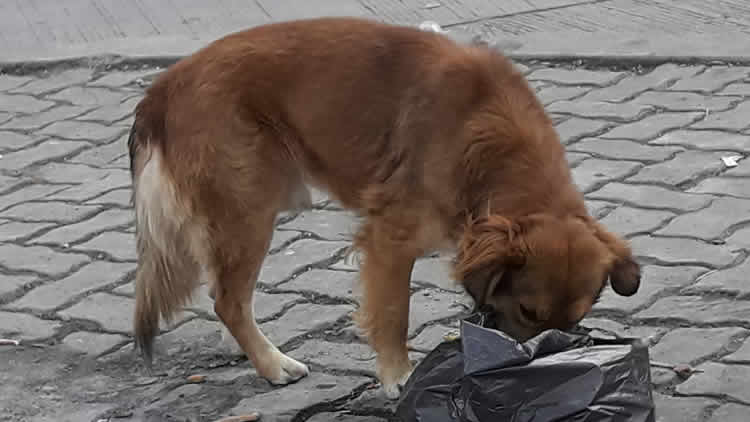 Can callejero, portador de la rabia canina.