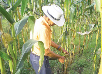 Cultivo de maíz en Pando