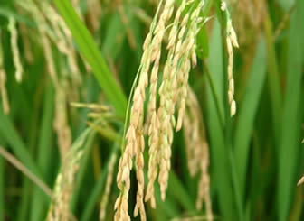 Producción de granos de arroz en Bolivia